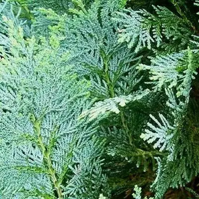 Кипарисовик КОЛУМНАРИС лавсона в Фаниполе