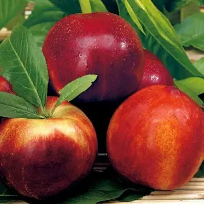 Нектарин СТАРК РЕД ГОЛД в Фаниполе