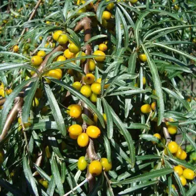 Облепиха ЖЕЛТОПЛОДНАЯ в Фаниполе