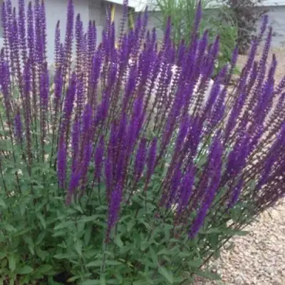 Шалфей КАРАДОНА в Фаниполе