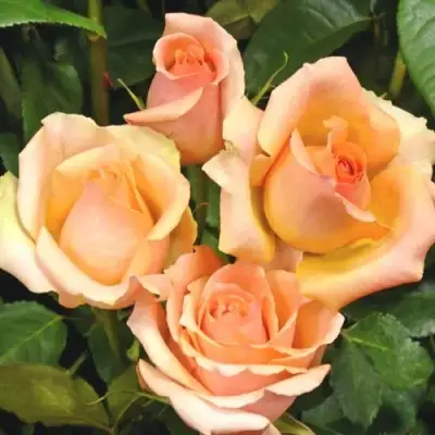 Роза ВЕРСИЛИЯ чайно-гибридная в Фаниполе