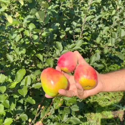 Яблоня КАНДИЛЬ БАГРЯНЫЙ в Фаниполе