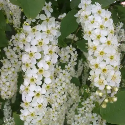 Черемуха САМОПЛОДНАЯ в Фаниполе
