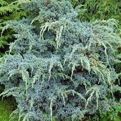 Можжевельник БЛЮ АЛЬПС китайский  в Фаниполе