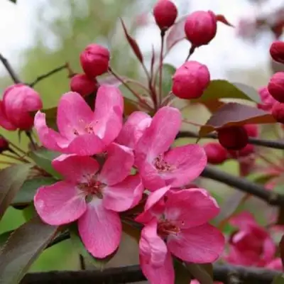 Яблоня РУДОЛЬФ декоративная  в Фаниполе