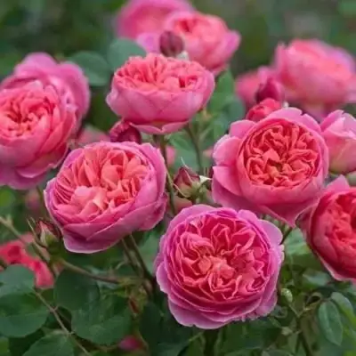 Роза БЕНДЖАМИН БРИТТЕН шраб в Фаниполе