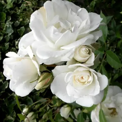 Роза АЙСБЕРГ флорибунда в Фаниполе