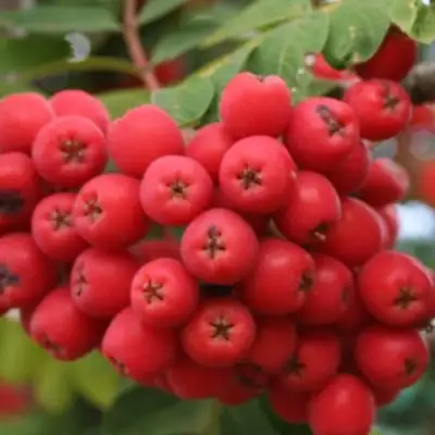 Рябина АЛАЯ КРУПНАЯ сладкоплодная в Фаниполе