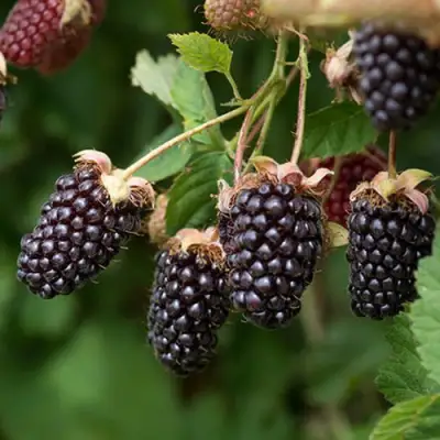 Ежемалина БОЙСЕНБЕРРИ в Фаниполе