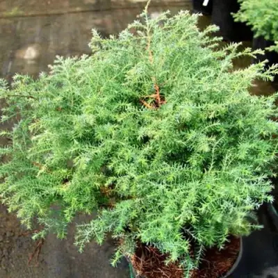 Кипарисовик СКВАРРОЗА горохоплодный в Фаниполе