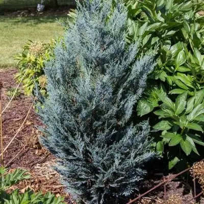 Кипарисовик ДАРТС БЛЮ РИББОН лавсона в Фаниполе