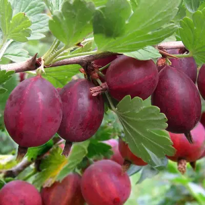 Крыжовник ХИННОМАКИ РОТ в Фаниполе