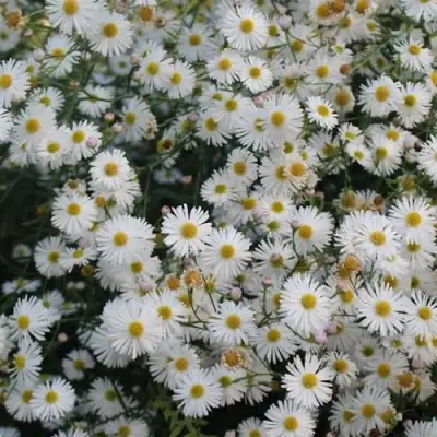 Болтония СНОУБЭНК в Фаниполе