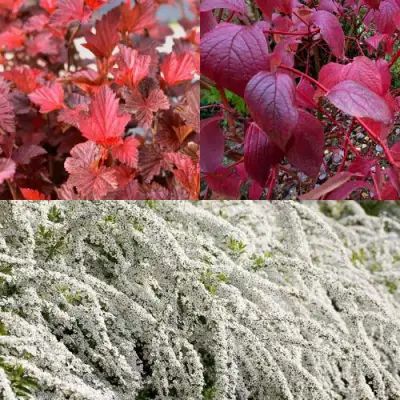 Комплект ЖИВАЯ ИЗГОРОДЬ в Фаниполе