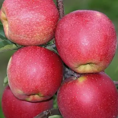 Яблоня ЧЕМПИОН в Фаниполе