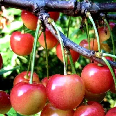 Черешня ГАСТИНЕЦ в Фаниполе