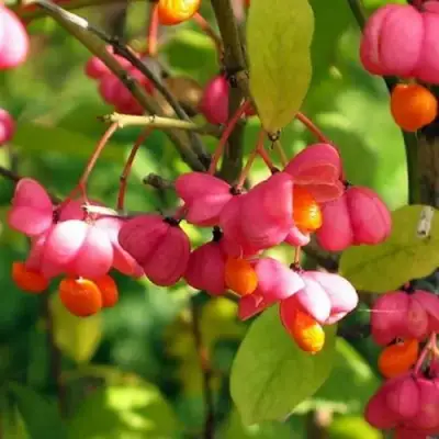 Бересклет ЕВРОПЕЙСКИЙ в Фаниполе