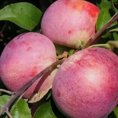 Яблоня БЕЛОРУССКОЕ МАЛИНОВОЕ в Фаниполе