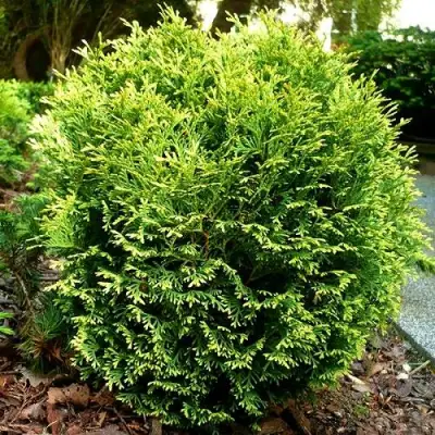 Туя ВОТЕРФИЛД западная в Фаниполе