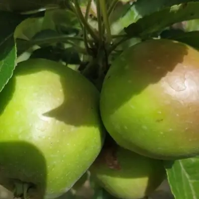 Яблоня ПАМЯТЬ СИКОРЫ в Фаниполе