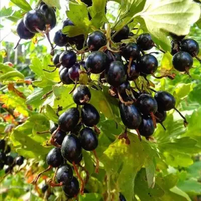 Смородина золотистая ОВАЛЬНАЯ в Фаниполе