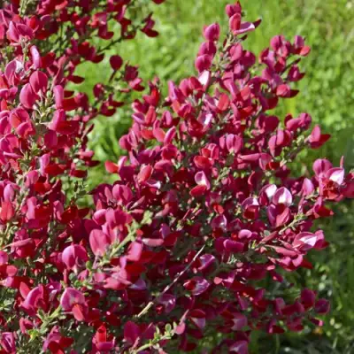 Ракитник БОСКОП РУБИ  в Фаниполе