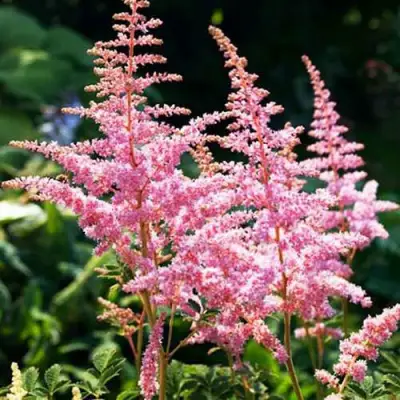 Астильба ЭДЕНС ОДИССЕЙ Арендса в Фаниполе