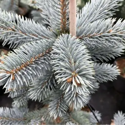 Ель РОЯЛ БЛЮ колючая  в Фаниполе