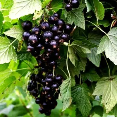 Смородина чёрная БЕЛОРУССКАЯ СЛАДКАЯ в Фаниполе