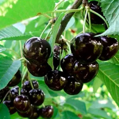 Черешня МУСКАТНАЯ в Фаниполе