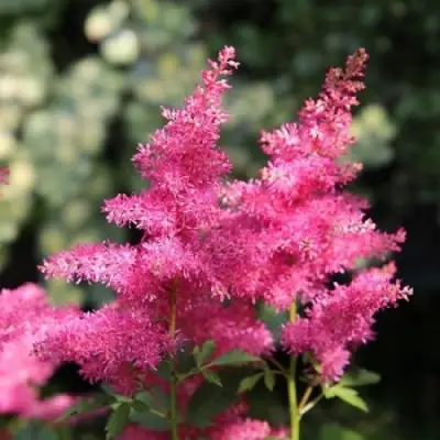 Астильба САННИ ДЕЙ гибридная в Фаниполе