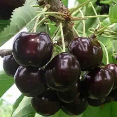 Вишня РОССОШАНСКАЯ ЧЕРНАЯ в Фаниполе