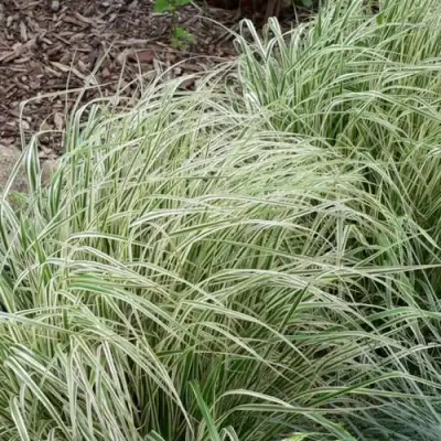 Вейник ОВЕРДАМ остроцветковый в Фаниполе