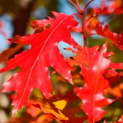 Дуб красный в Фаниполе