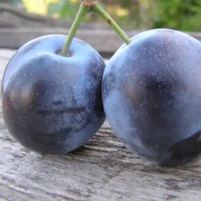 Слива БЛЮФРИ в Фаниполе