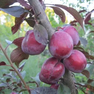 Слива ЛАМА в Фаниполе