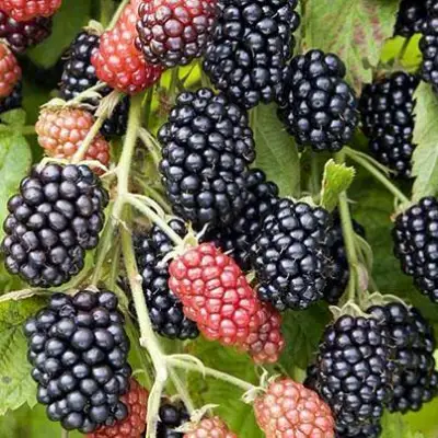 Ежевика НАВАХО бесшипная  в Фаниполе