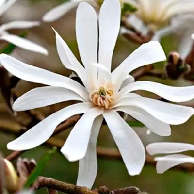 Магнолия СТЕЛЛАТА в Фаниполе