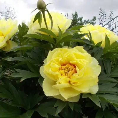 Пион БАРЦЕЛЛА (БАРТЗЕЛЛА) ито-гибрид в Фаниполе