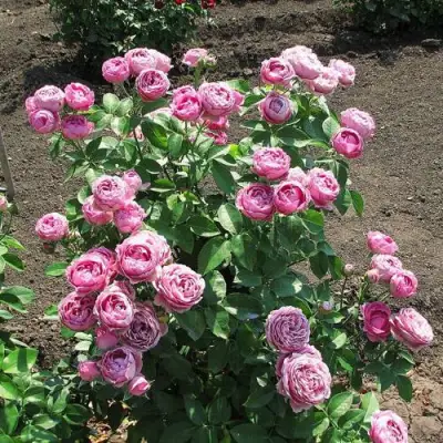 Роза МИСТИ БАБЛС спрей в Фаниполе