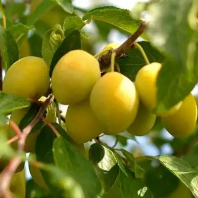 Слива ОЧАКОВСКАЯ ЖЕЛТАЯ в Фаниполе