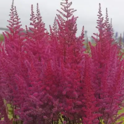 Астильба МАЙТИ ЧОКОЛАТ ЧЕРРИ китайская в Фаниполе