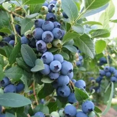 Голубика ЭЛЛИОТ в Фаниполе