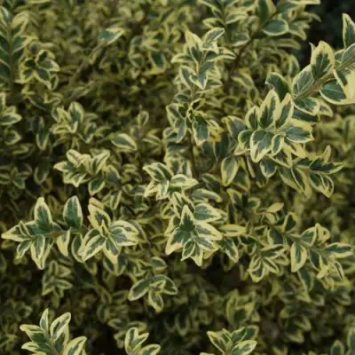 Самшит АУРЕАВАРИЕГАТА в Фаниполе