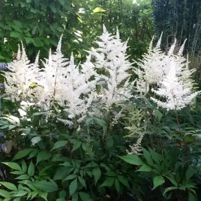 Астильба БРАУТШЛЕЙЕР Арендса в Фаниполе