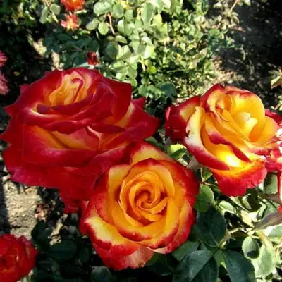 Роза ХАЙ МЭДЖИК чайно-гибридная в Фаниполе