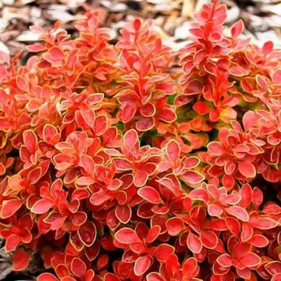 Барбарис КОРАЛ тунберга в Фаниполе