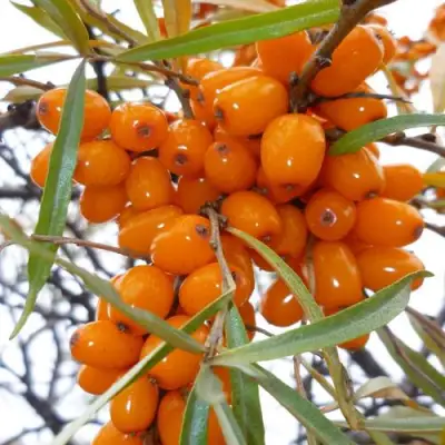 Облепиха КОСТЕР в Фаниполе