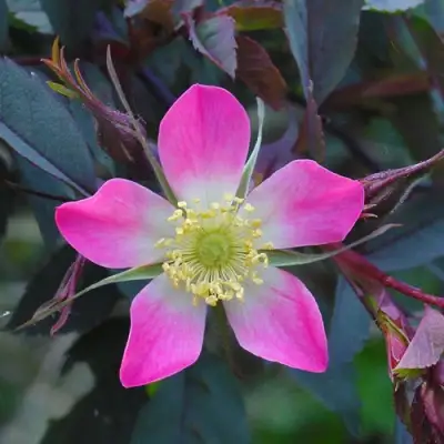 Роза сизая в Фаниполе