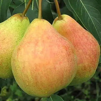 Груша ЛЮБИМИЦА ЯКОВЛЕВА в Фаниполе